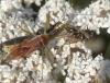 Zelus renardii